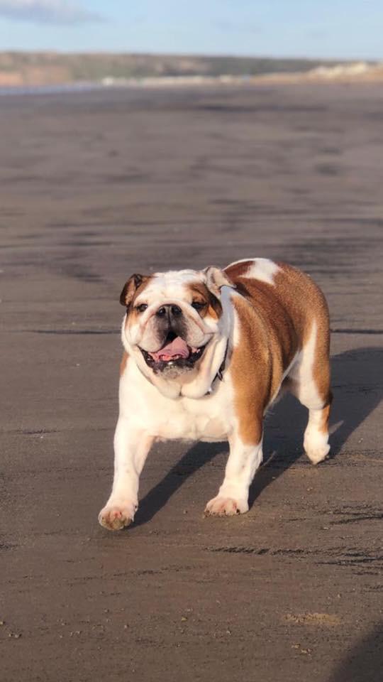 ocean Drive Apartments - dog 1