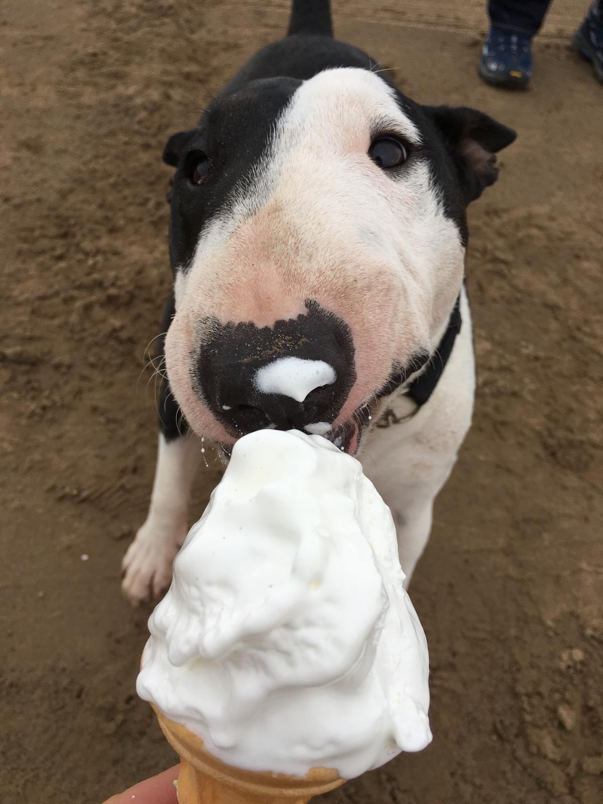 ocean Drive Apartments - dog 2