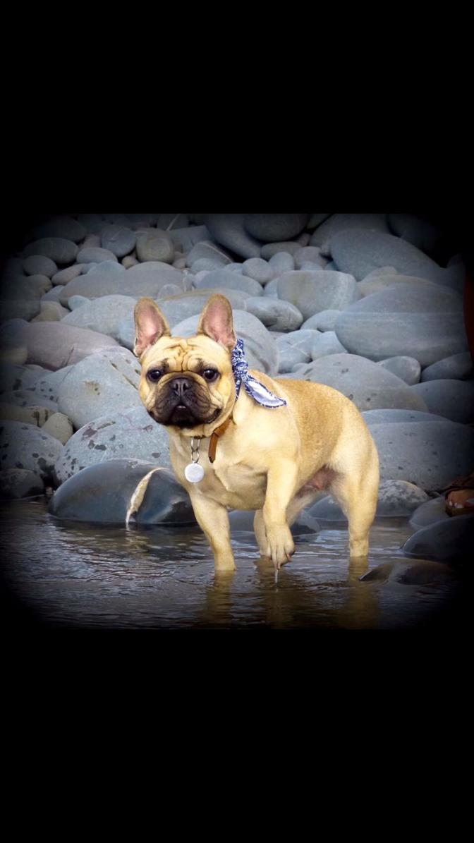 ocean Drive Apartments - dog 3