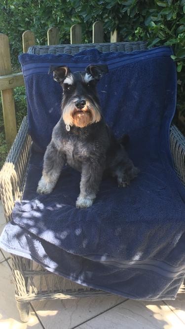 ocean Drive Apartments - dog 4