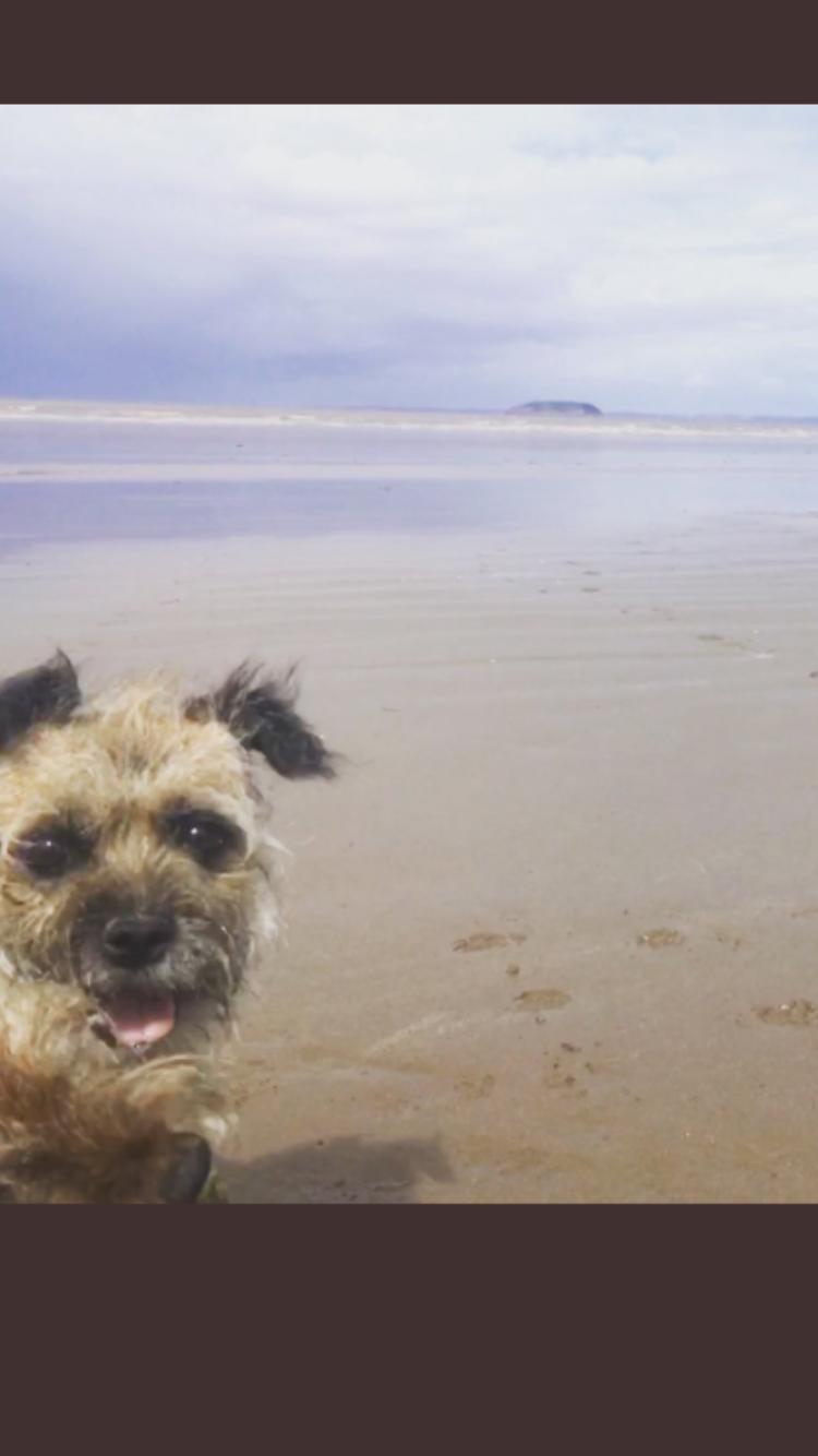 ocean Drive Apartments dog 5