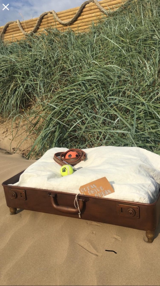 ocean Drive Apartments - dog 2