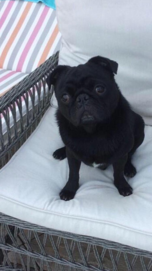 ocean Drive Apartments - dog 3