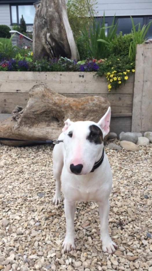 ocean Drive Apartments - dog 4