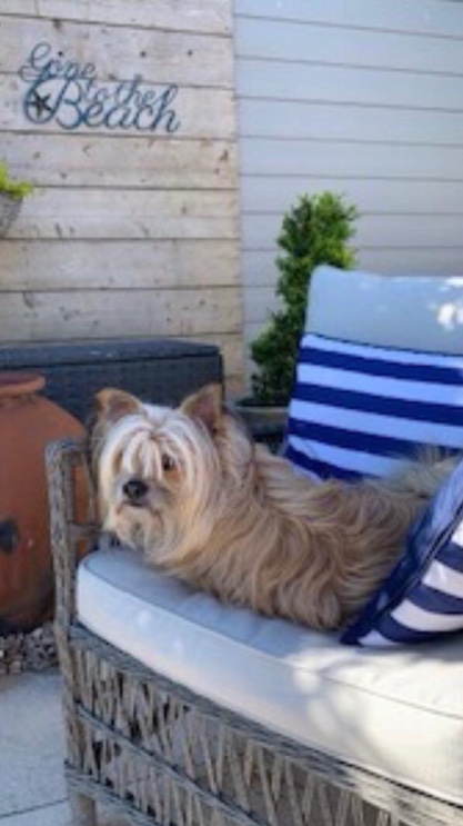 ocean Drive Apartments dog 5