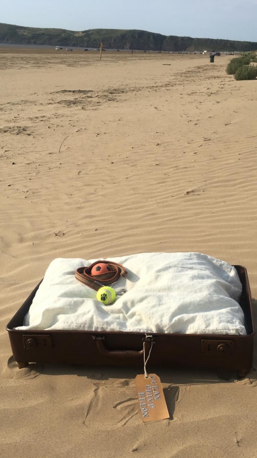 ocean Drive Apartments - dog 6