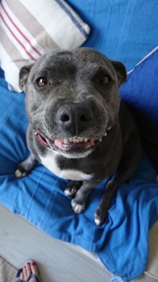 ocean Drive Apartments - dog 7