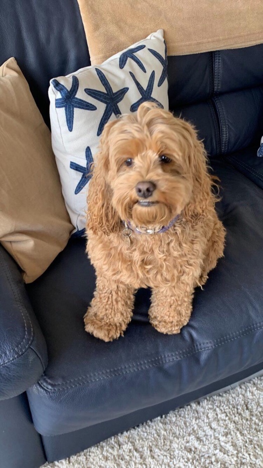 ocean Drive Apartments - dog 8