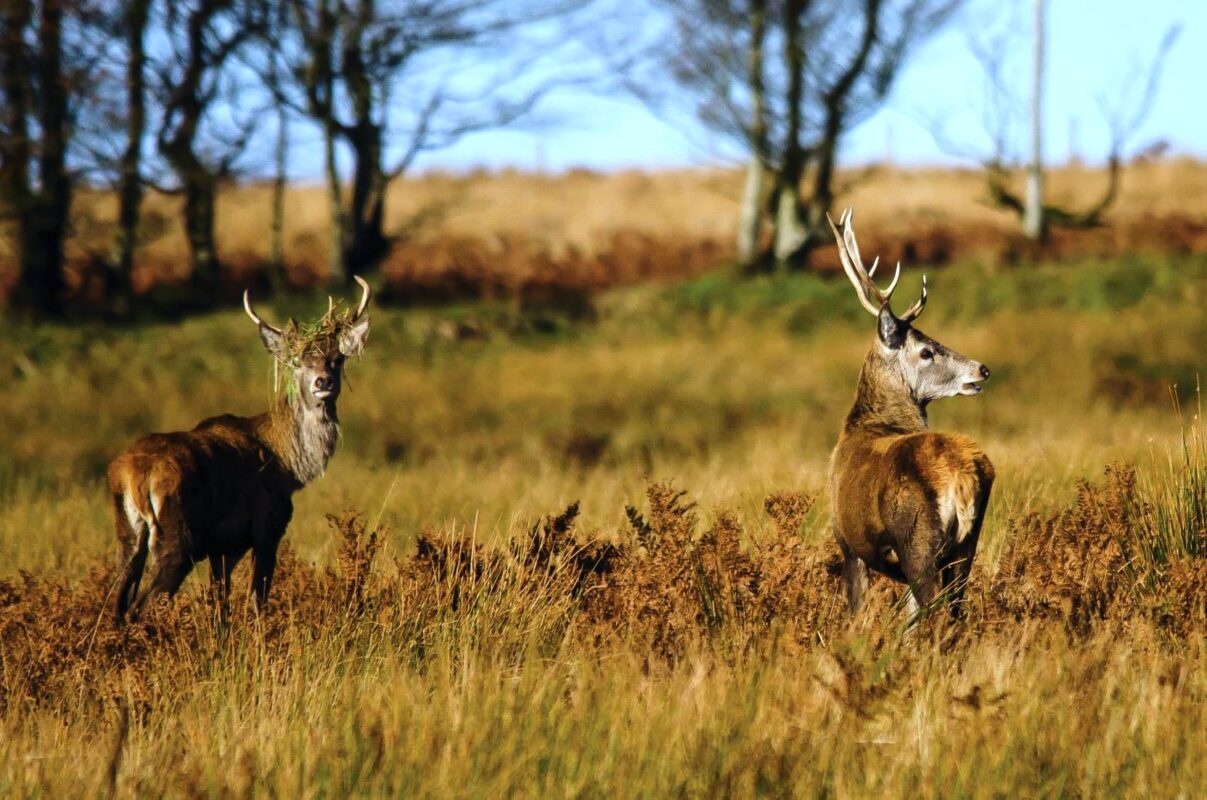 ocean Drive Apartments - Somerset - 4